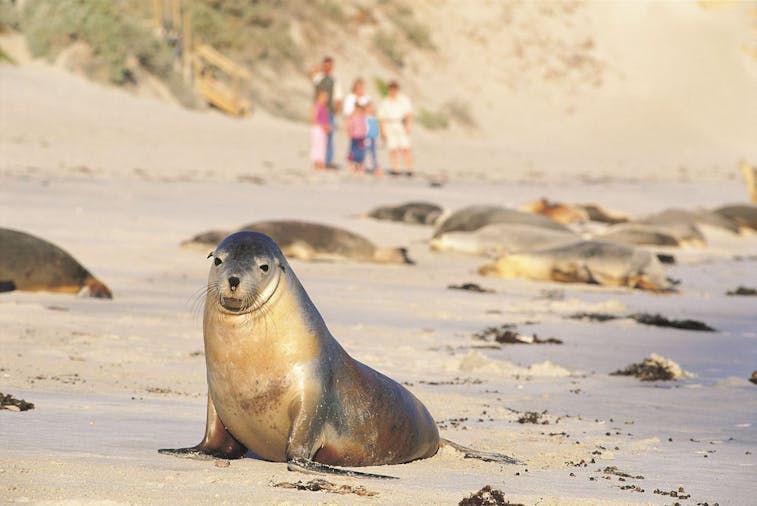 kangaroo island day tours from penneshaw