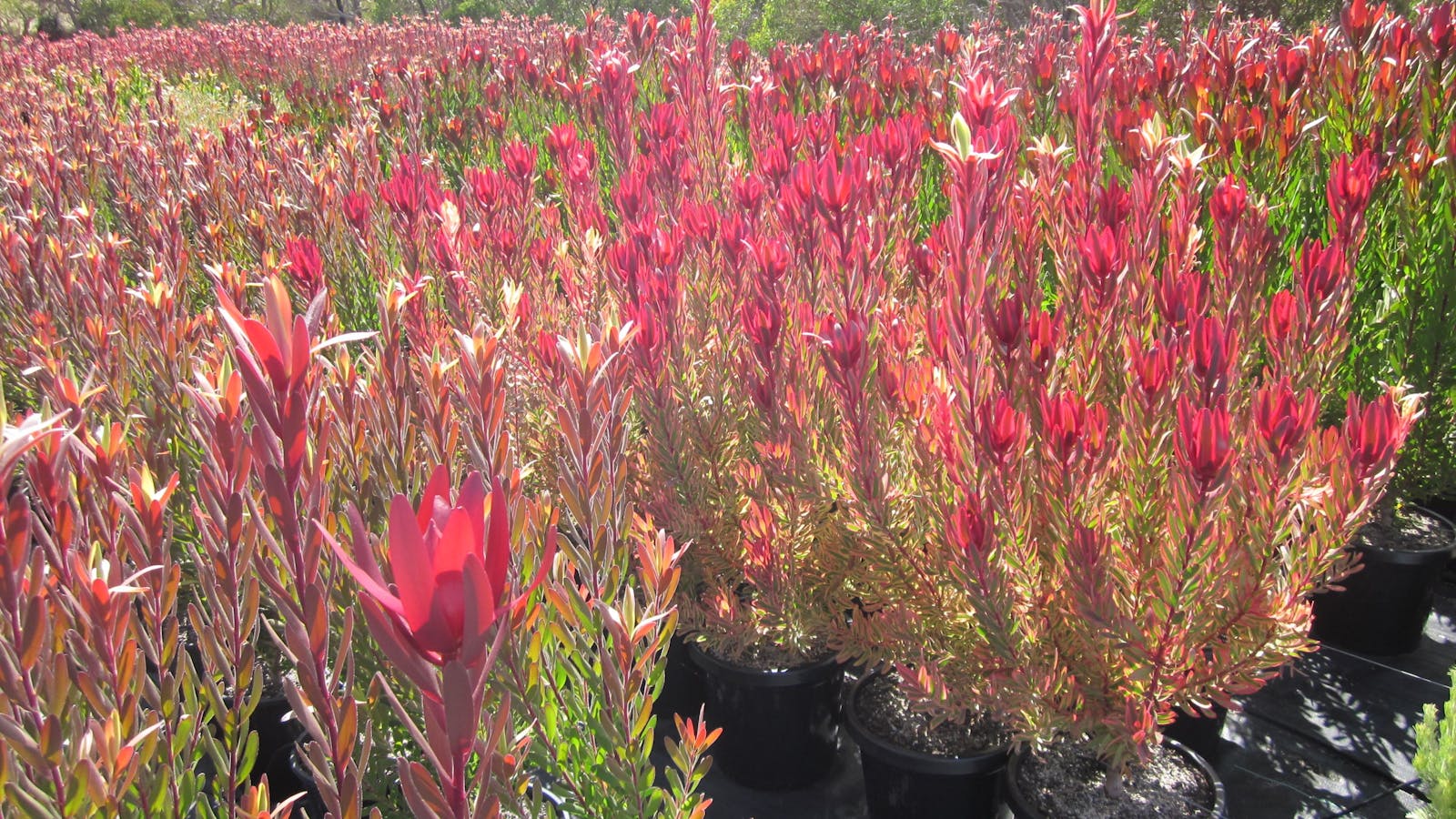 Mount Compass Produce and Tourist Trail