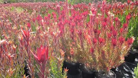 Mount Compass Produce and Tourist Trail