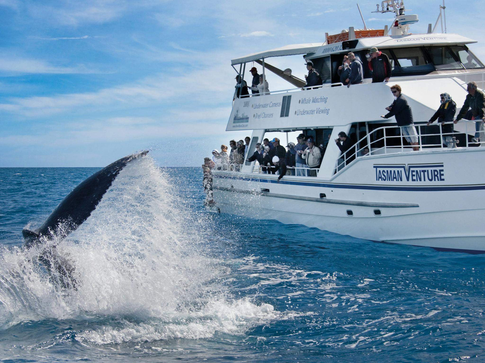 Hervey Bay - Whale Watching 2 Hervey Bay - Whale Watching 2