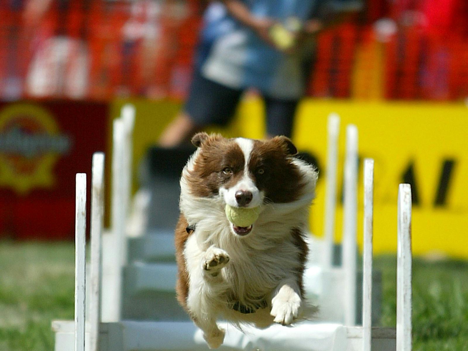 Dog jumping hurdles carrying a ball