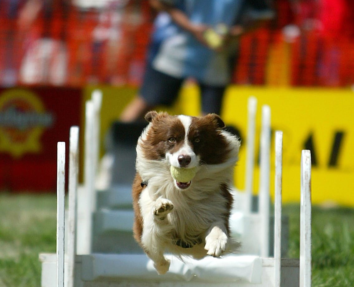 Dog jumping hurdles carrying a ball