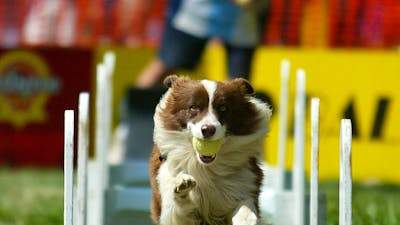 Dog jumping hurdles carrying a ball