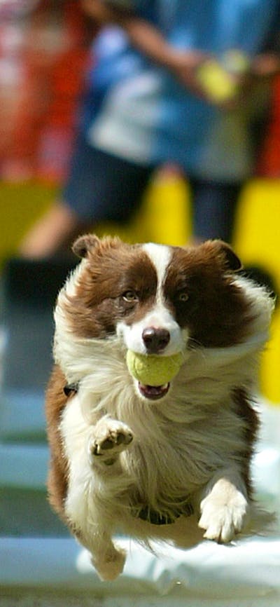 Dog jumping hurdles carrying a ball