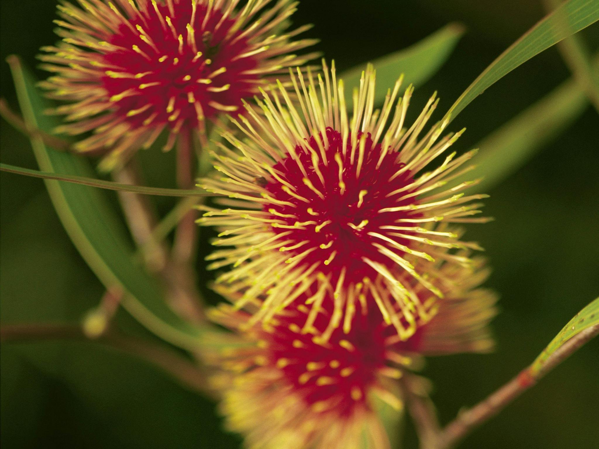 Grampians Flowering Gum