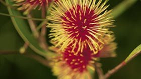Grampians Flowering Gum