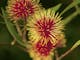 Grampians Flowering Gum