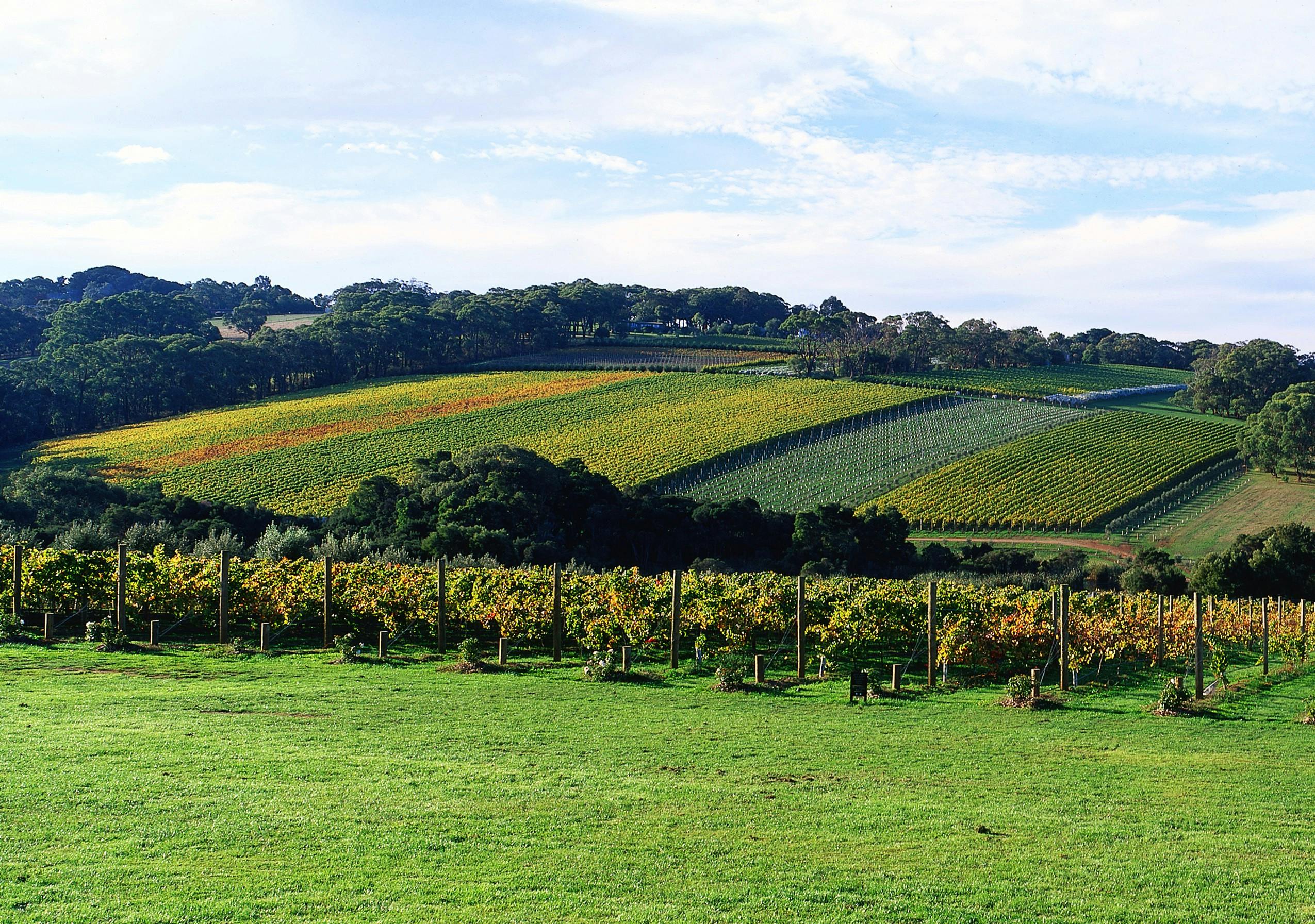 Mornington Peninsula Vineyard