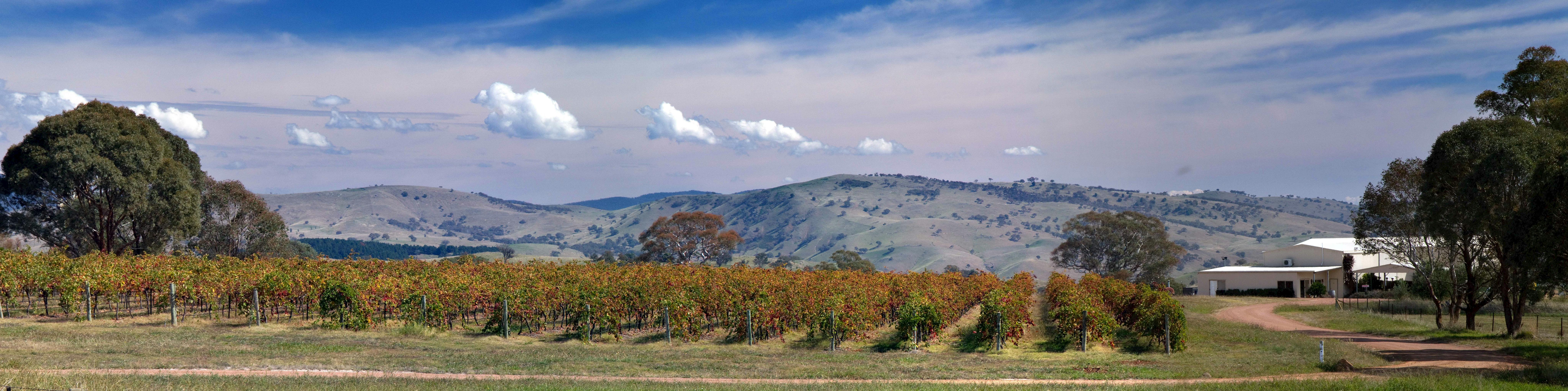 View across Gallagher Wines vines to distant hills