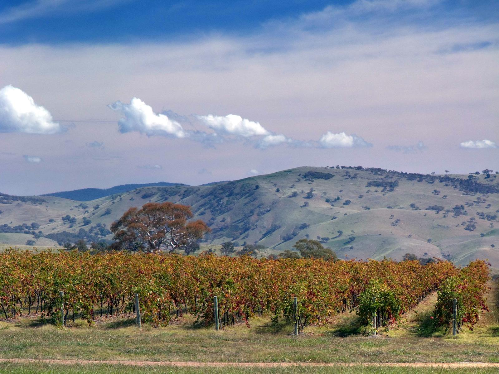 Blick über die Weinberge von Gallagher Wines zu fernen Hügeln
