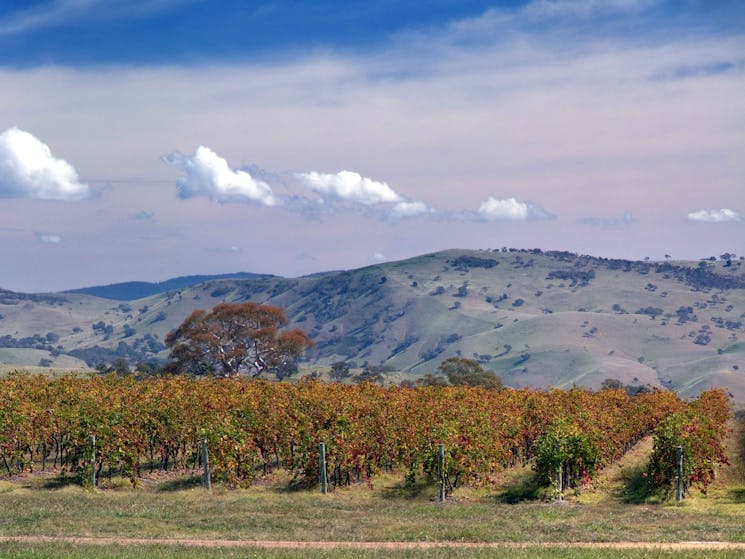View across Gallagher Wines vines to distant hills