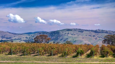 View across Gallagher Wines vines to distant hills
