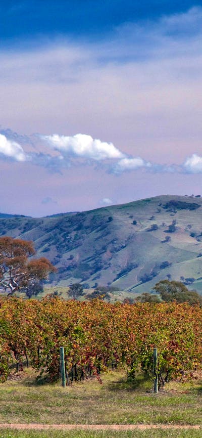 View across Gallagher Wines vines to distant hills