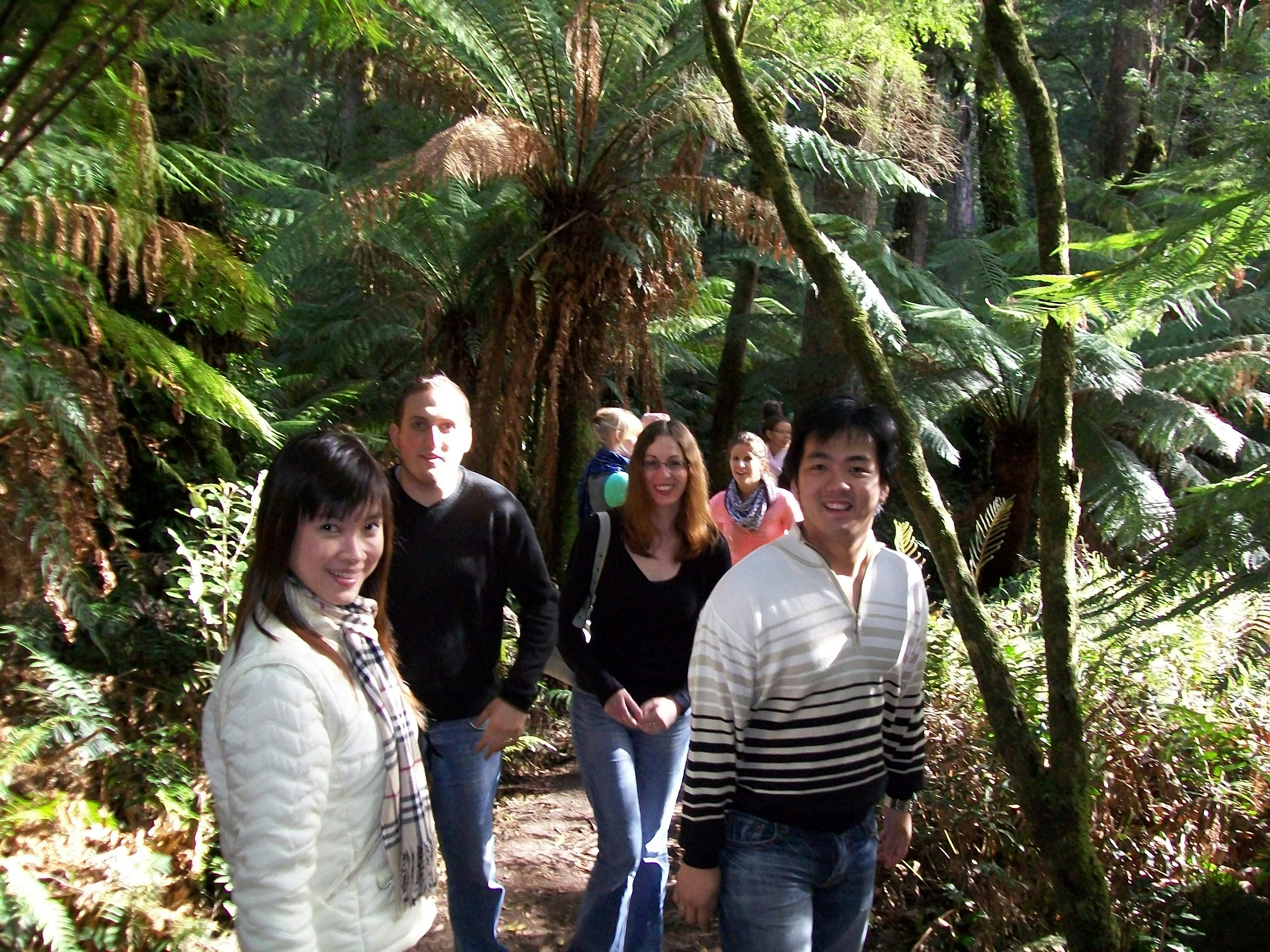 Great Ocean Road Rainforest