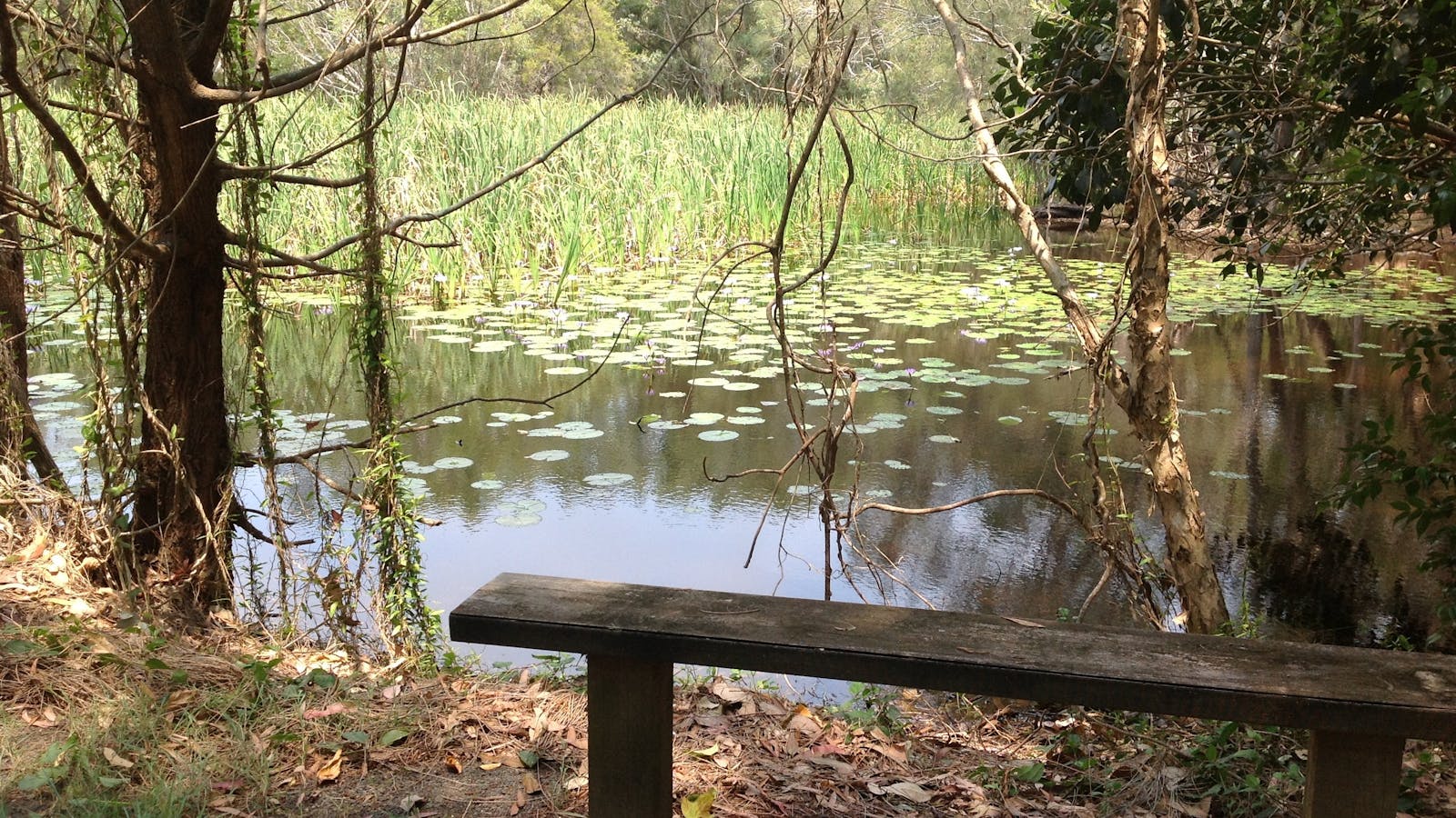Arkarra Lagoons and Tea Gardens