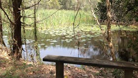 Lillies and reeds ensure a healthy eco system for wildlife