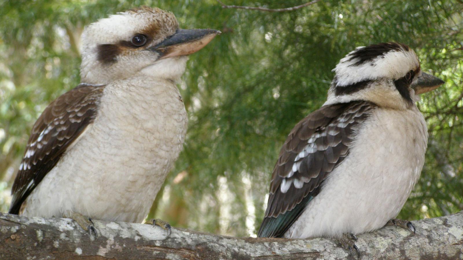 Straddie kookaburras