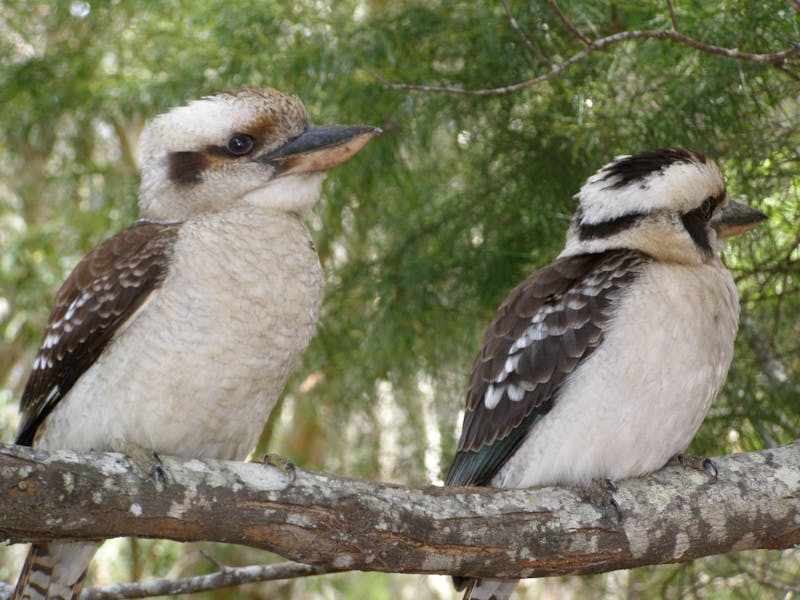 Straddie kookaburras