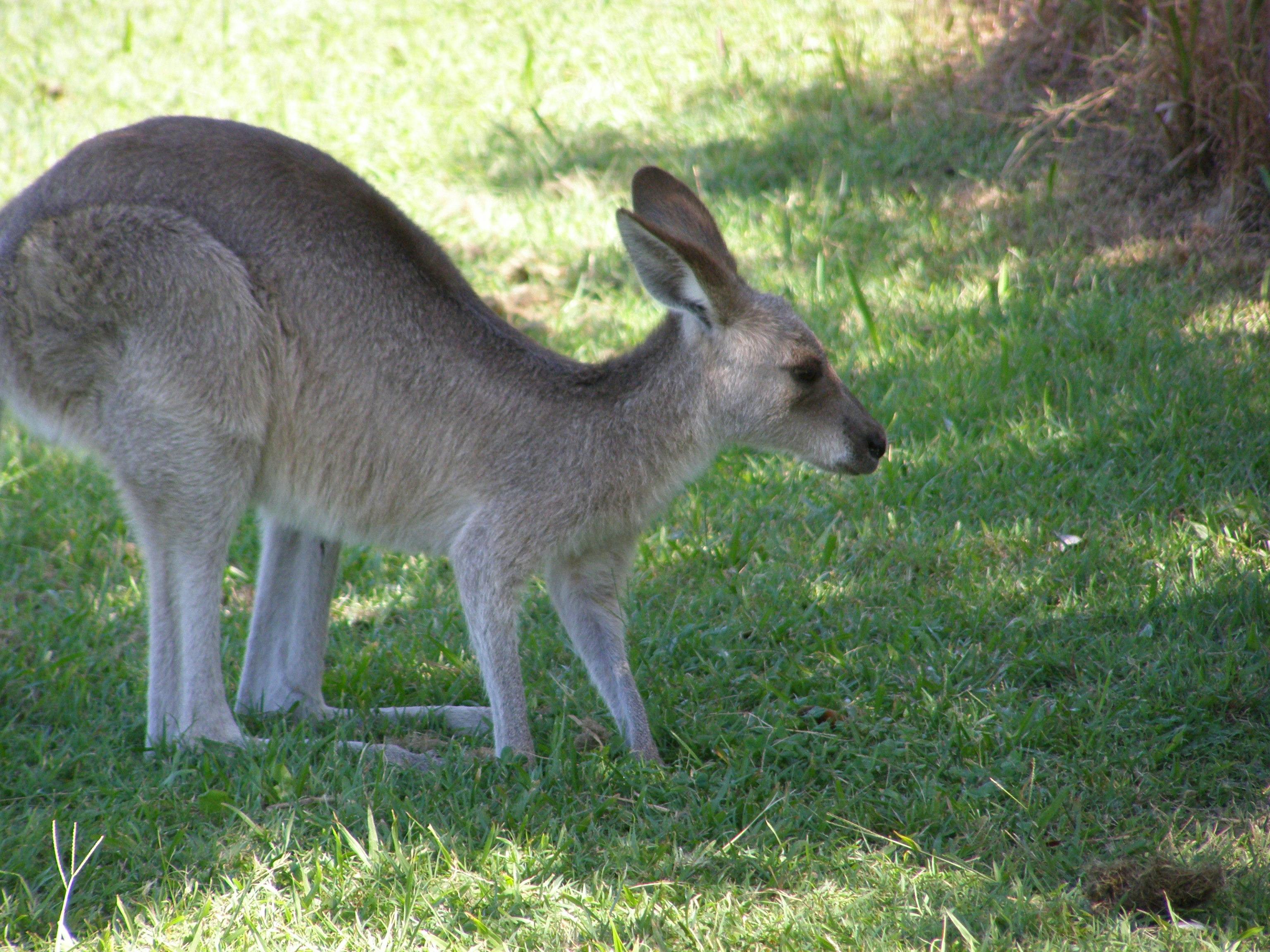North Stradbroke Island Locals Four Wheel Drive Eco Tour