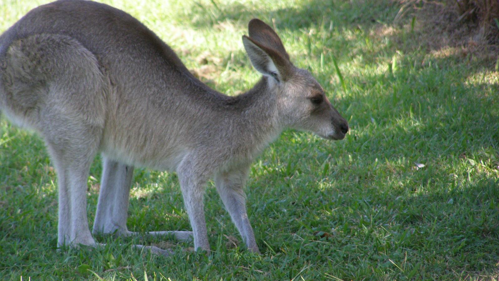 Straddie kangaroo