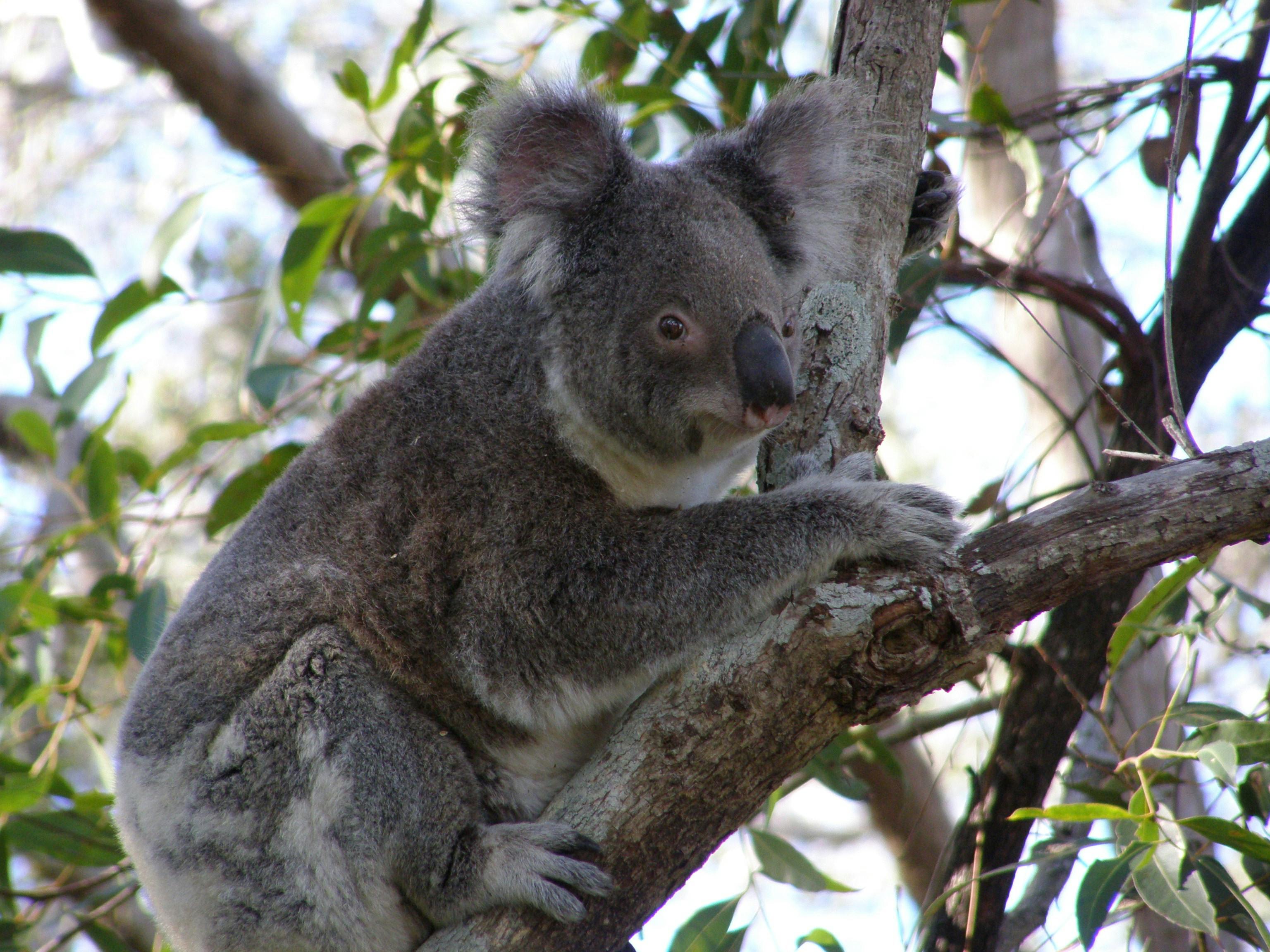 North Stradbroke Island Locals Four Wheel Drive Eco Tour