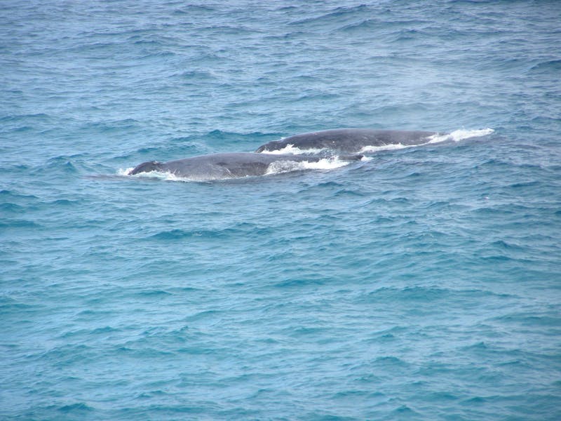 Straddie whales