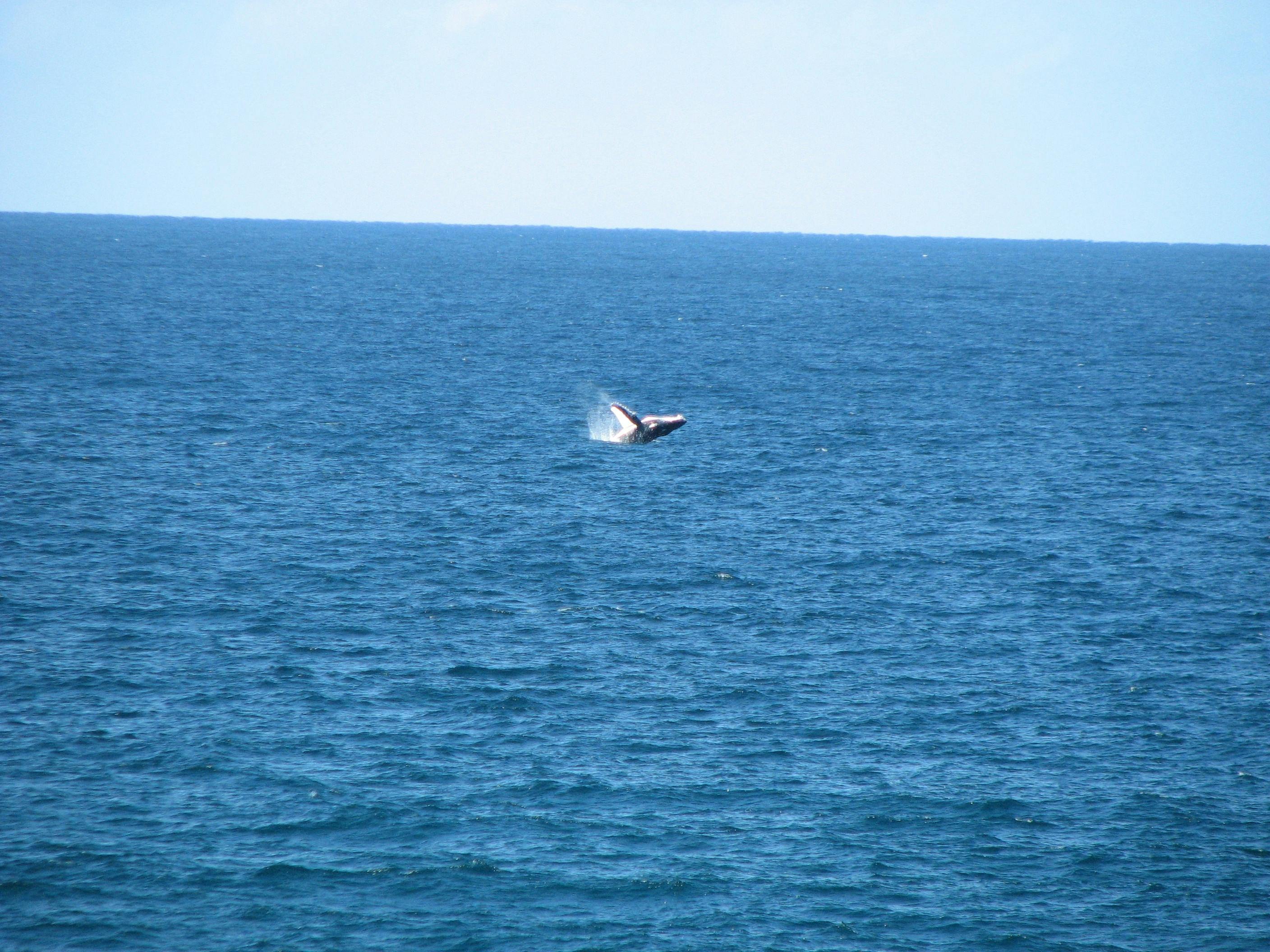 North Stradbroke Island Whale Watching Tour