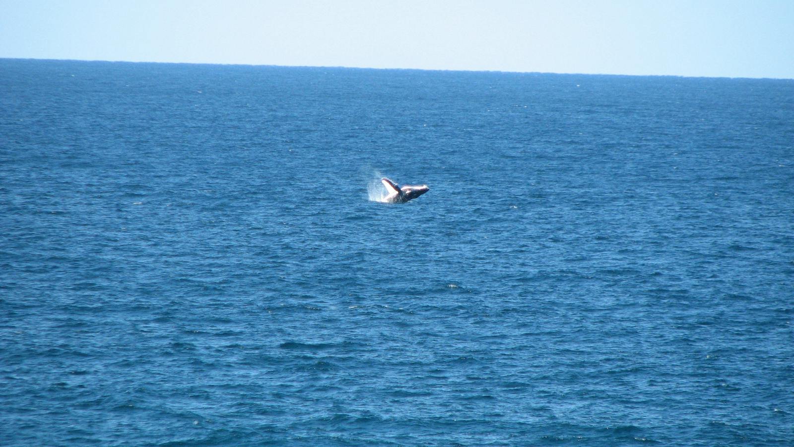 Straddie whale breaching
