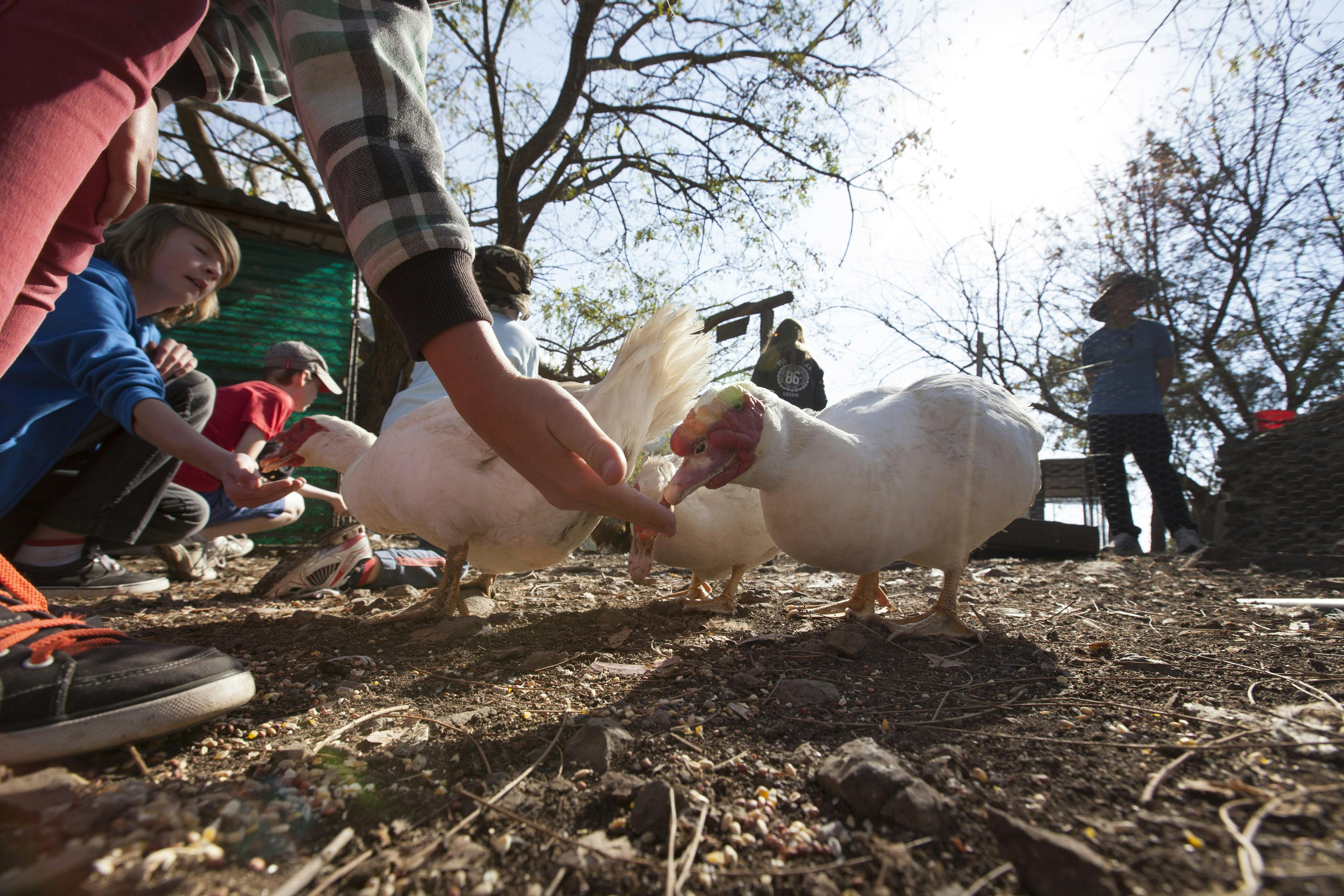 animal feeding