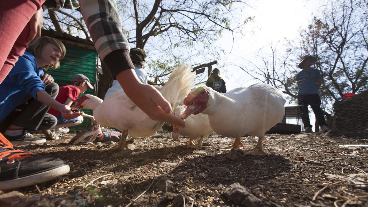 experience feeding the friendly farm animals 
