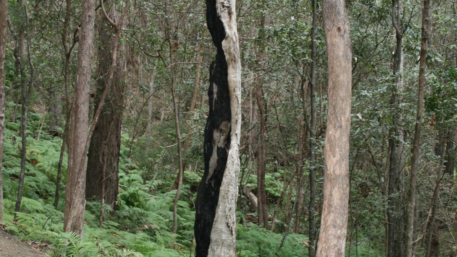 Springwood Conservation Park