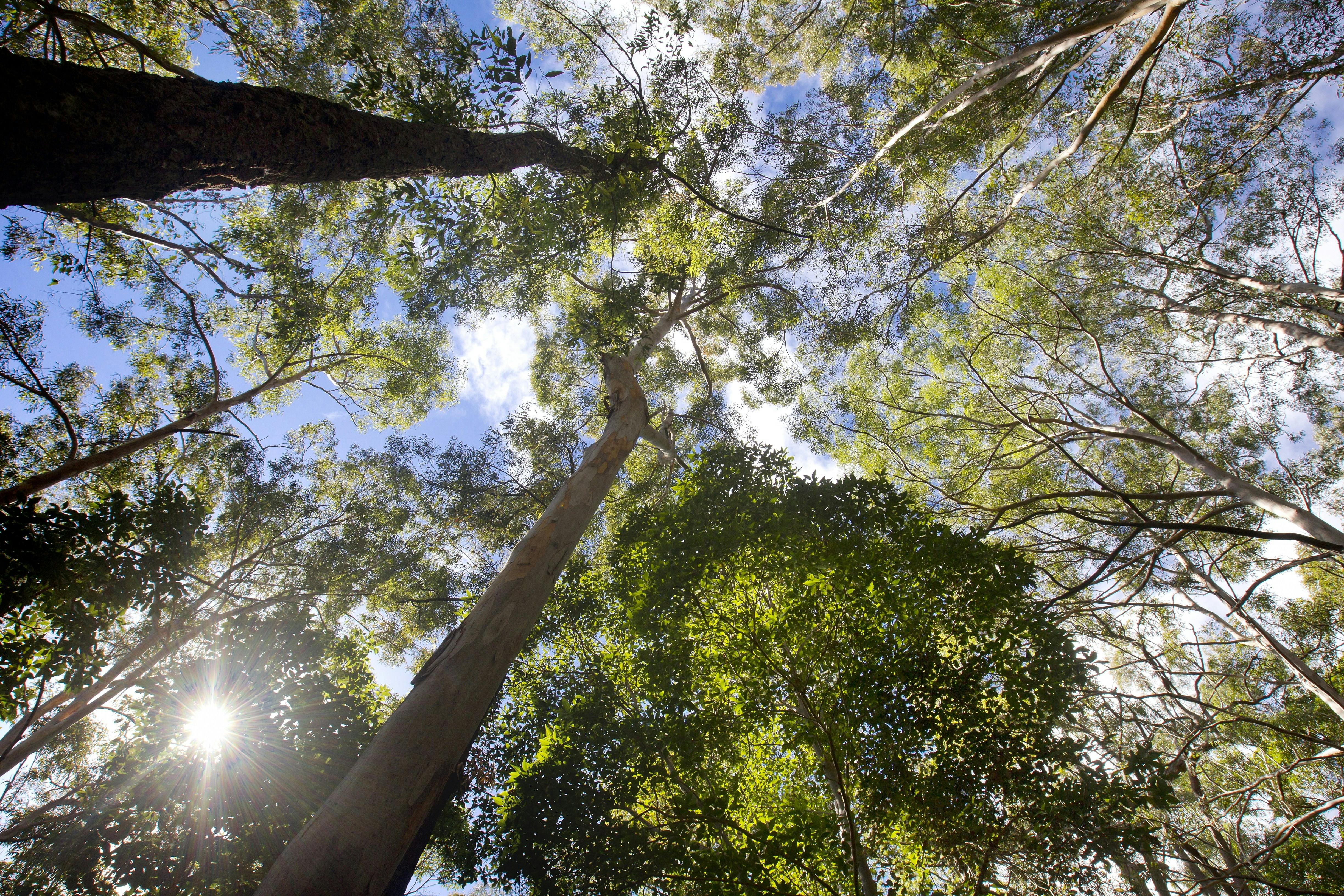 Apple Tree Park Gold Coast