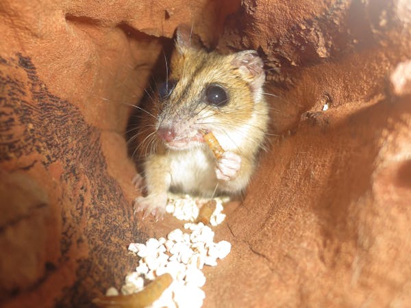 Julia Creek Dunnart