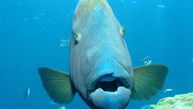 Maori Wrasse