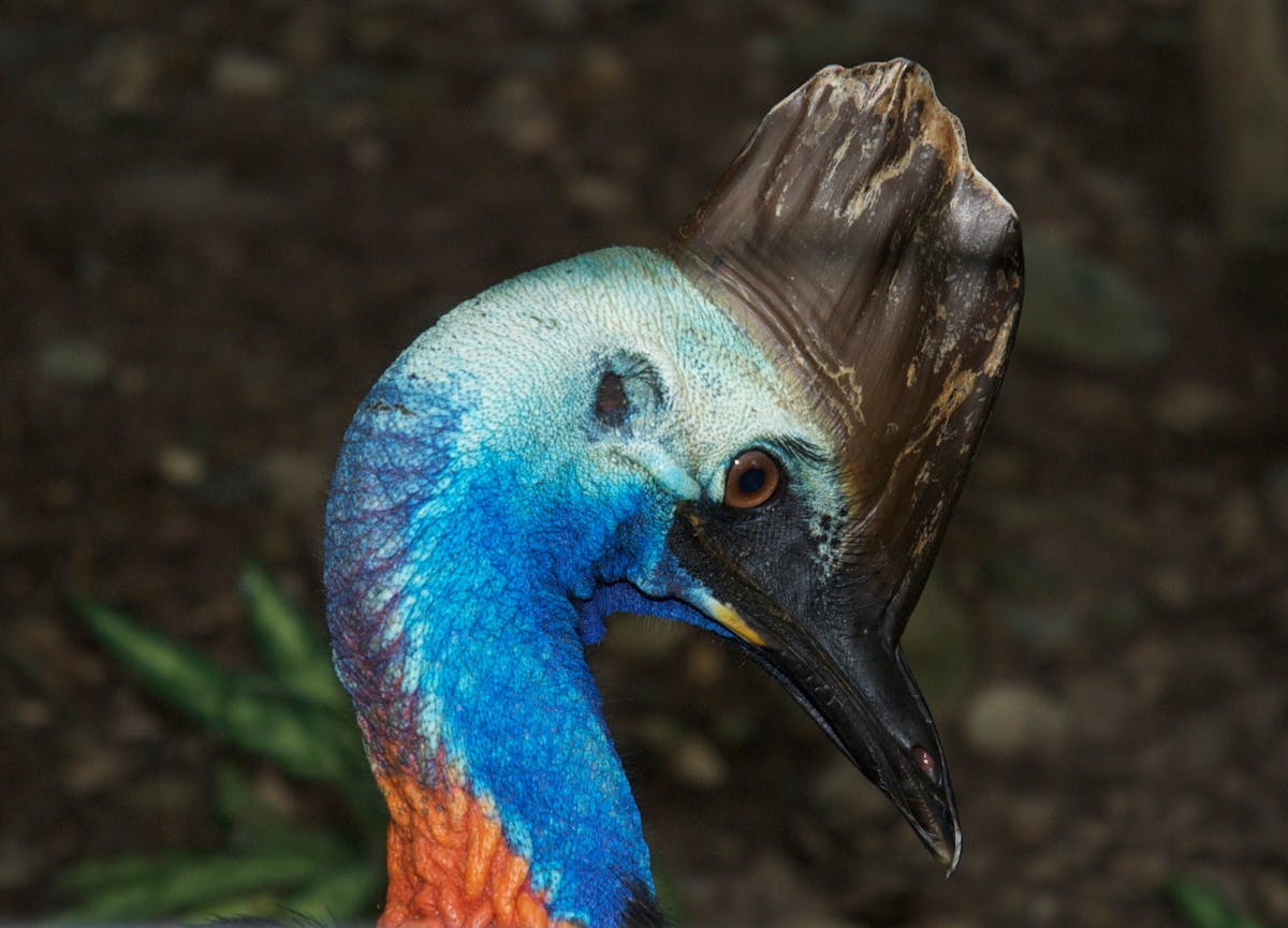 The Daintree Rainforest is one of the only places in the world where these animals are found