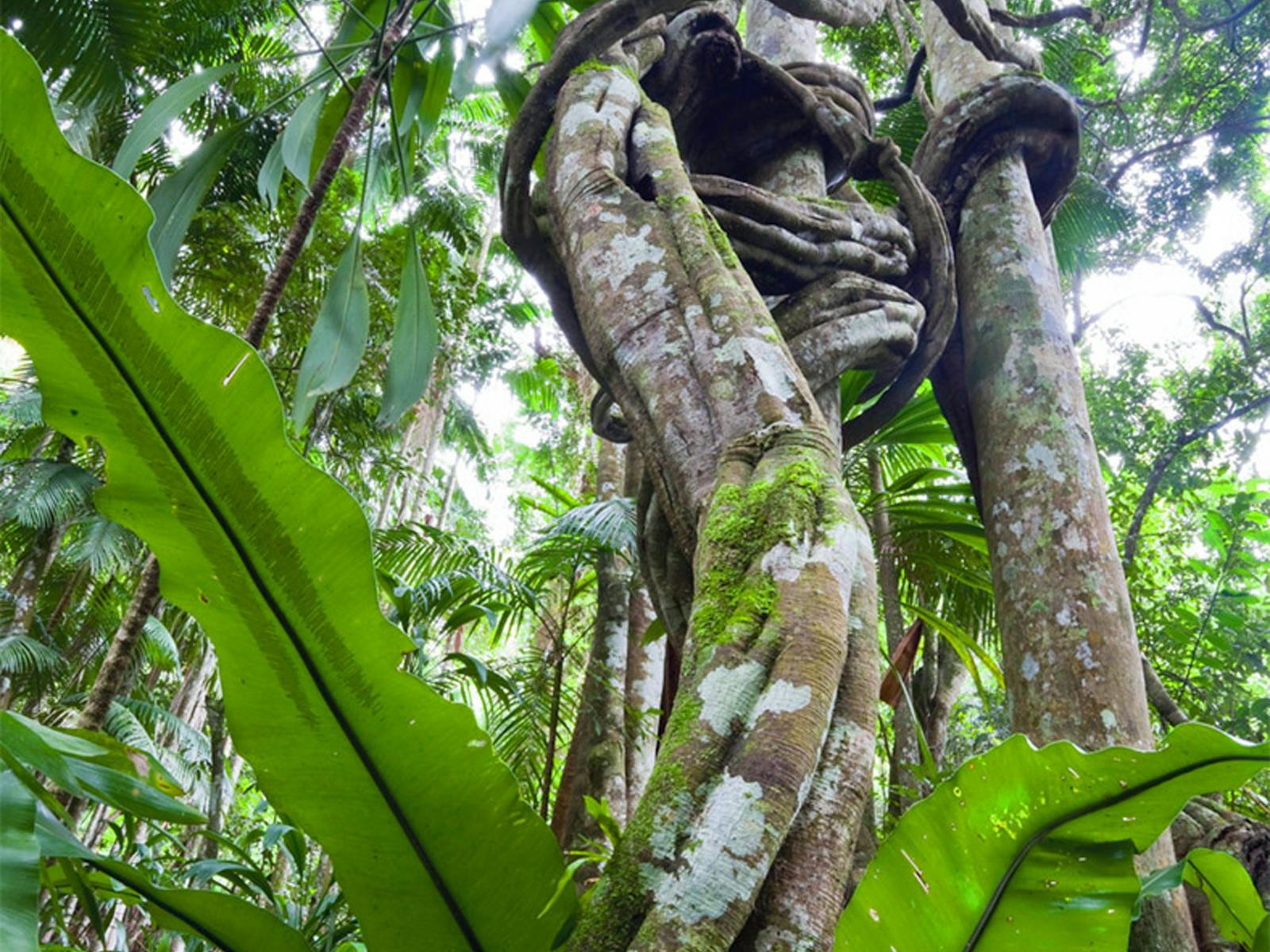 Tamborine Rainforest Skywalk