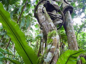 Tamborine Rainforest Skywalk