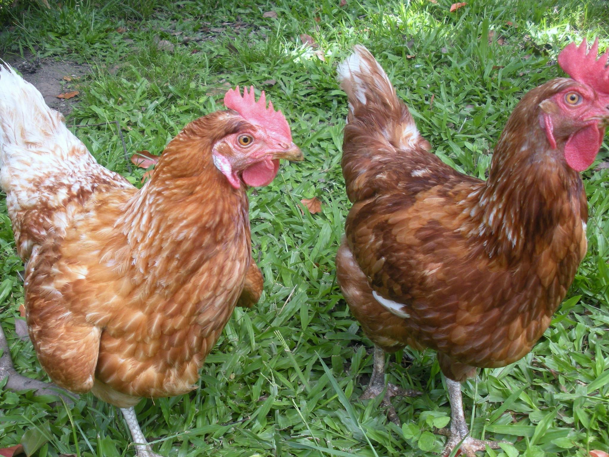 Imbil Bridge Farm and Homestead