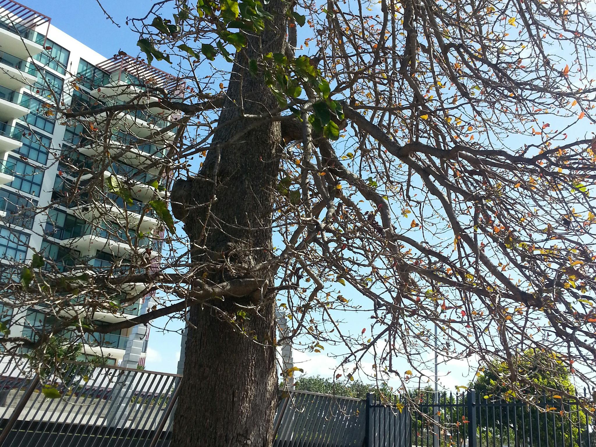 The Leichhardt Tree The Leichhardt Tree