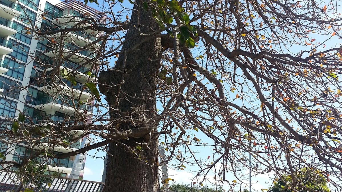 The Leichhardt Tree
