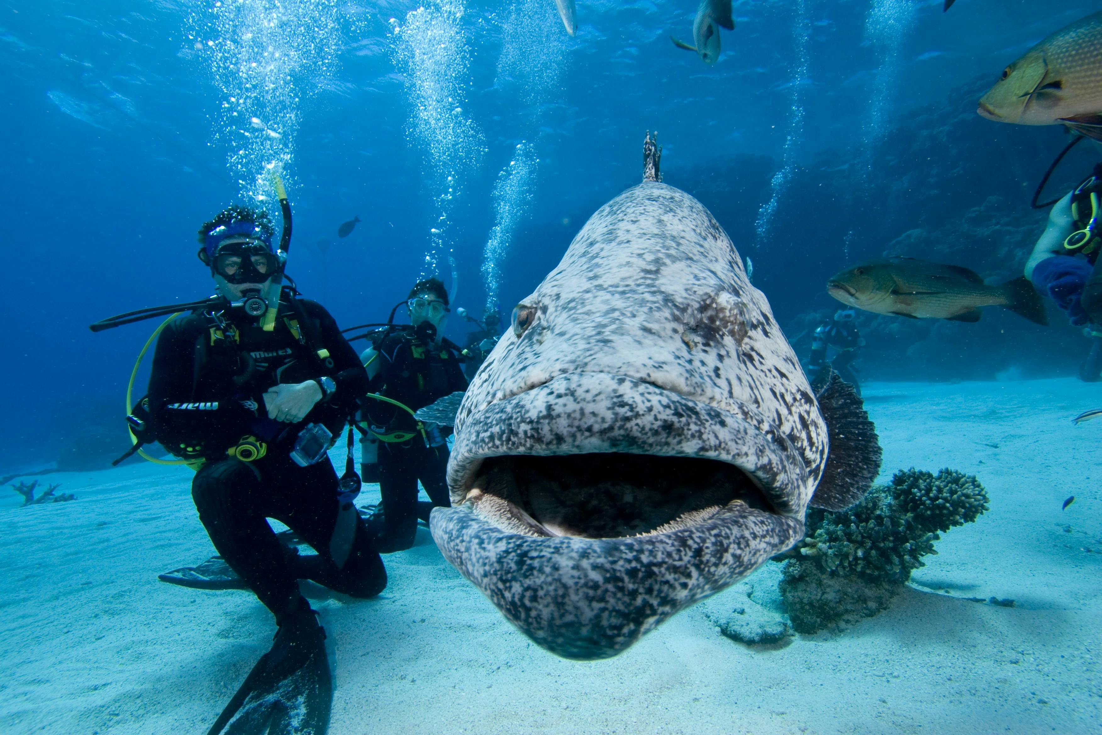 Potato Cod at The Cod Hole 