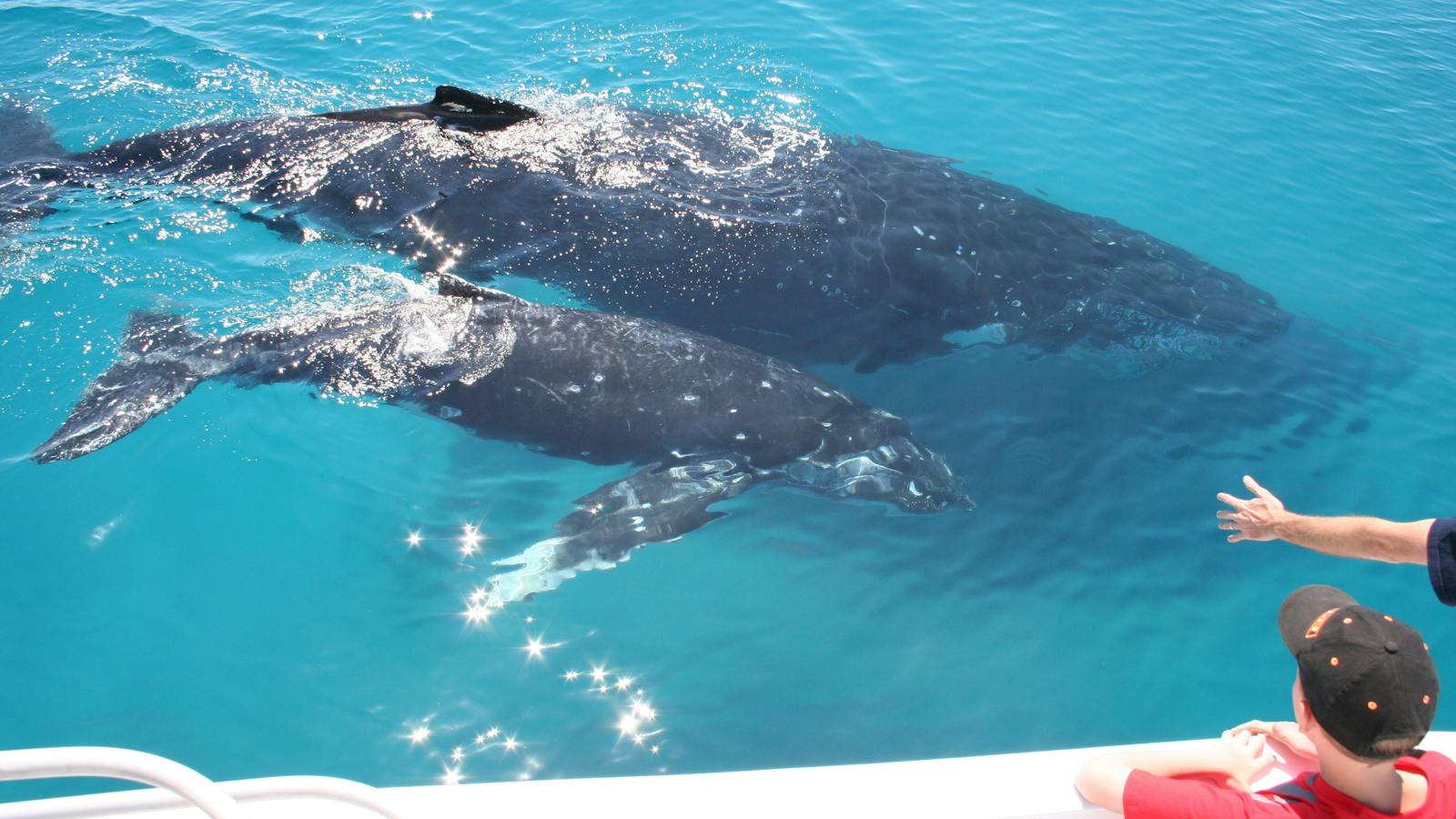 Brisbane Whale Watching