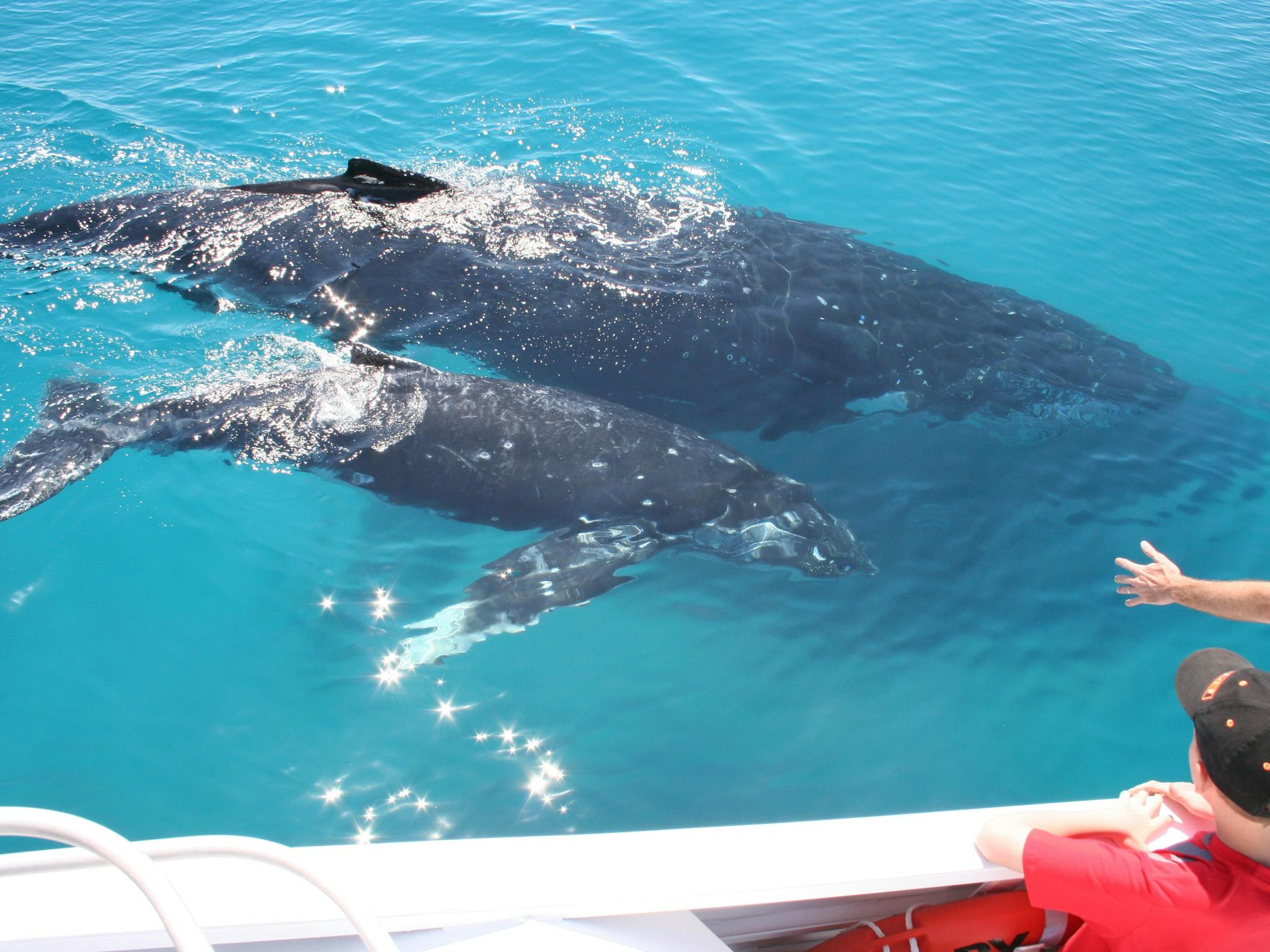 Brisbane Whale Watching Brisbane Whale Watching