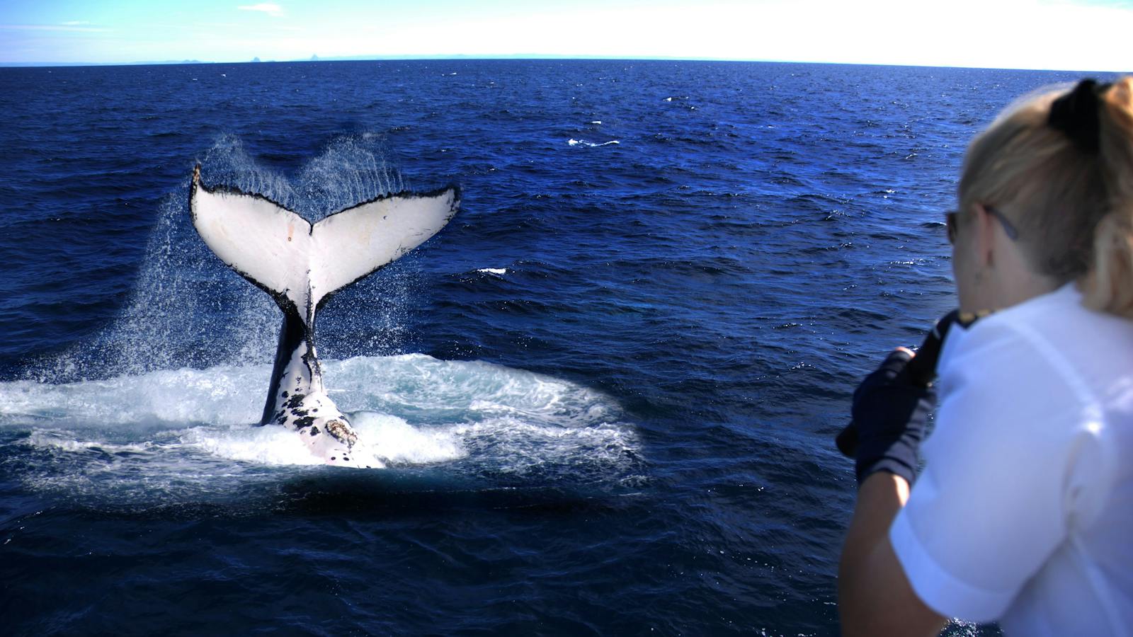 Brisbane Whale Watching