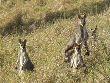 Whiptail_wallabies Whiptail_wallabies