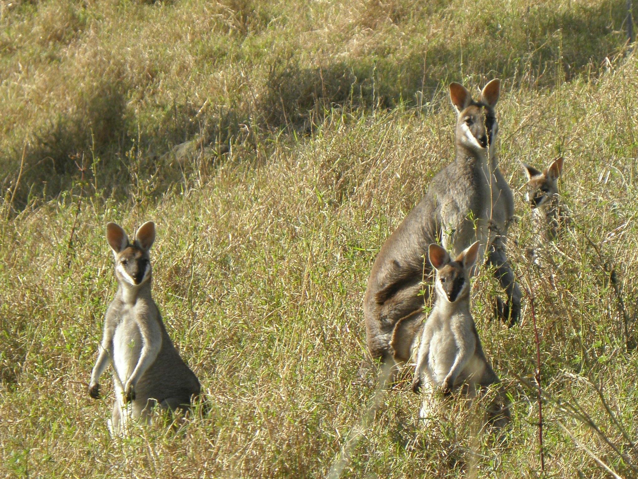 Whiptail_wallabies Whiptail_wallabies