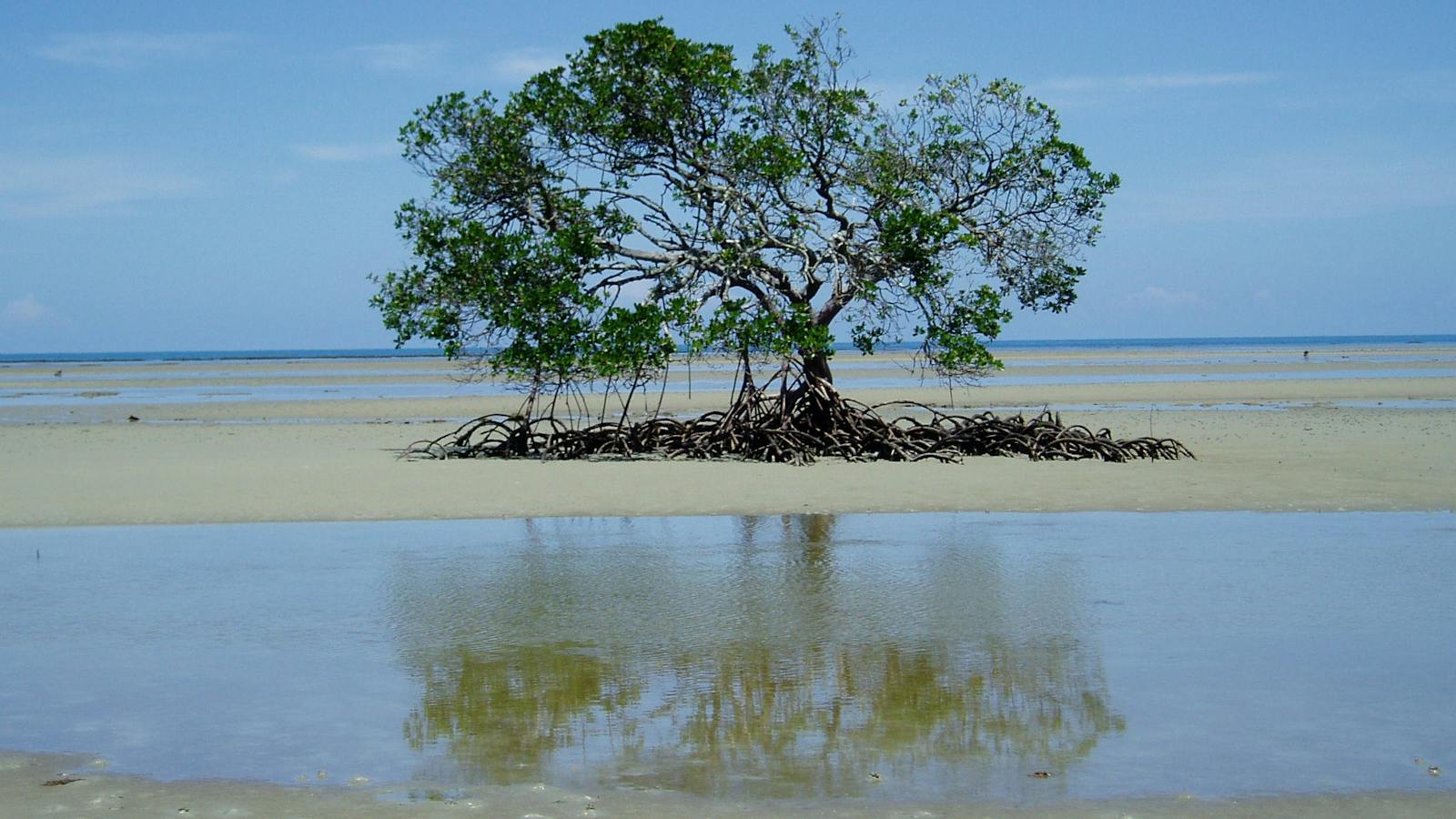 The Lone Soldier, Stingray Bay, Daintree National Park, Wet Tropics Queensland