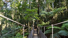 O'Reilly's Tree Top Walk