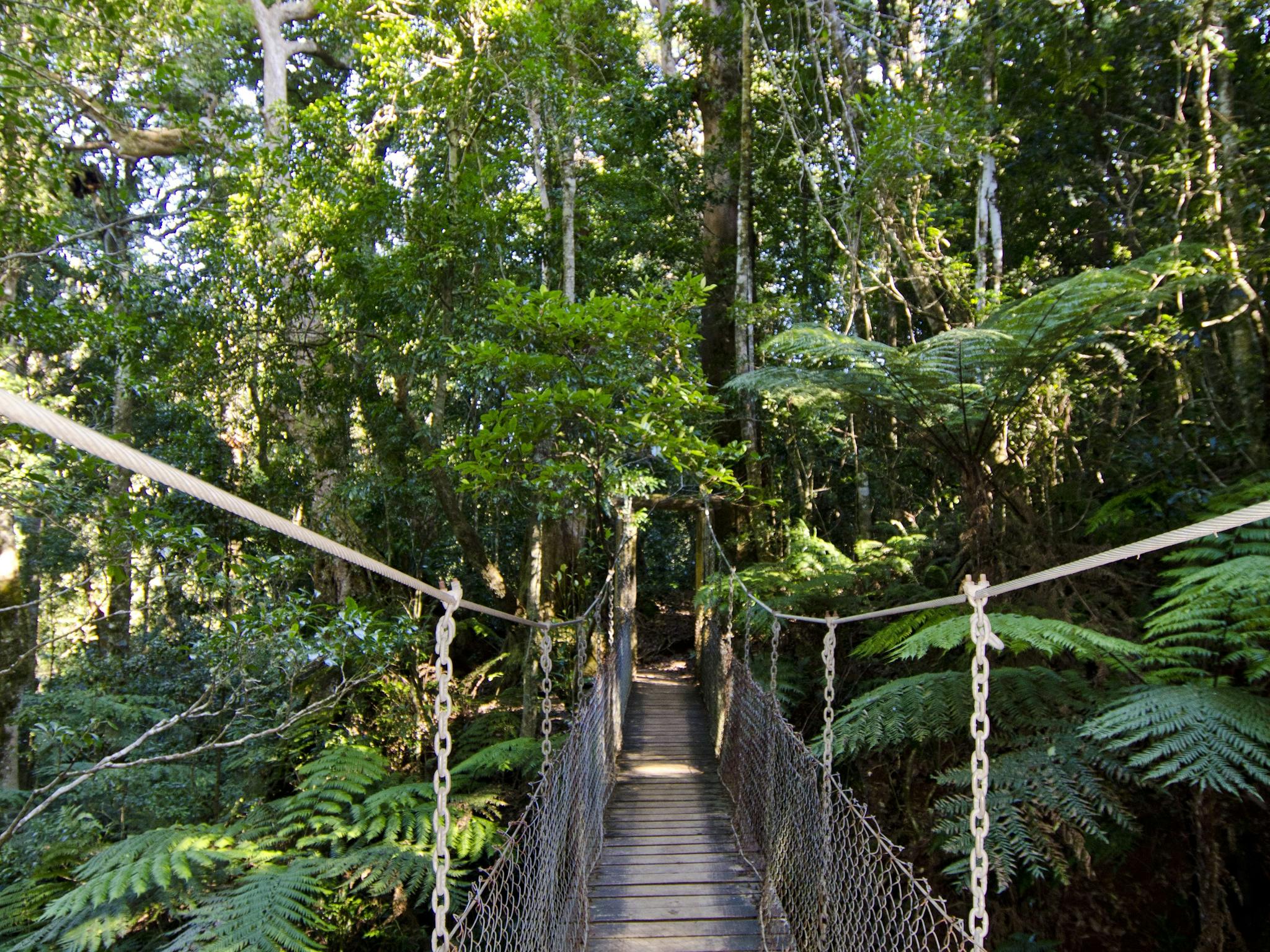 Tree Top Walkway Tree Top Walkway