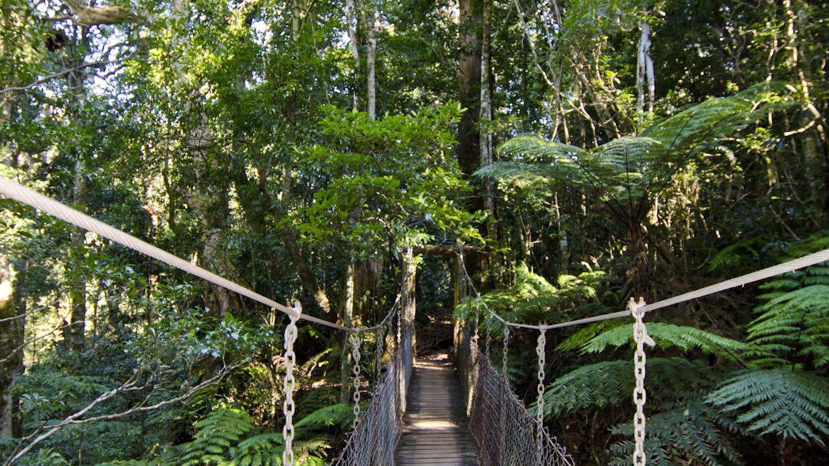Tree Top Walkway